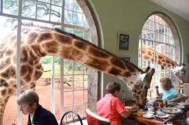 Giraffe Centre Interactive Experience for adventure-outdoors — event booking Kenya