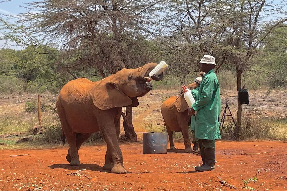 David Sheldrick Wildlife Trust Elephant Experience for adventure-outdoors David Sheldrick Trust — event booking Kenya