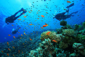 Snorkelling — Mombasa Coral Reefs