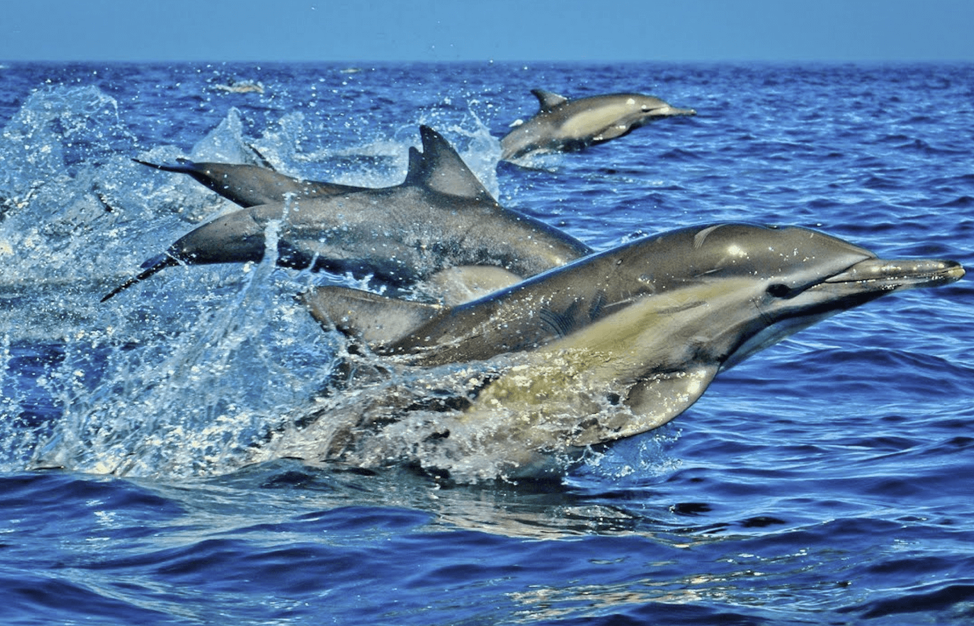 Malindi Coral Reef Snorkelling Excursion for water-sports Malindi Reef Centre — event booking Kenya