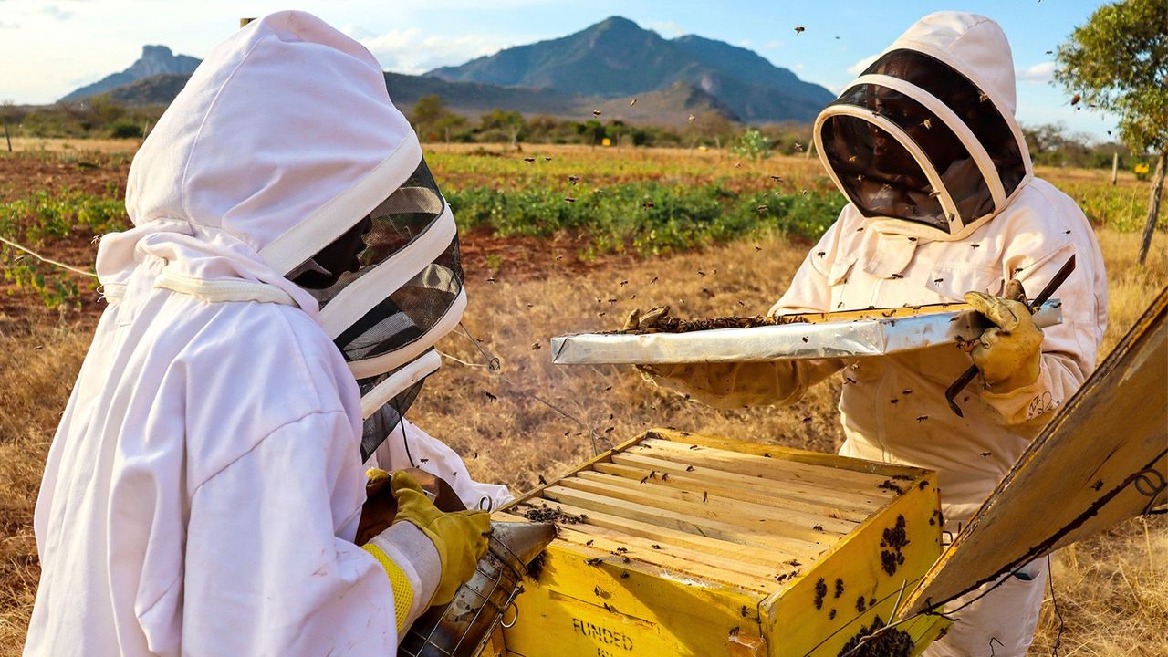 Urban Beekeeping Workshop — Nairobi for creative-wellness Nairobi Beekeeping Collective — event booking Kenya